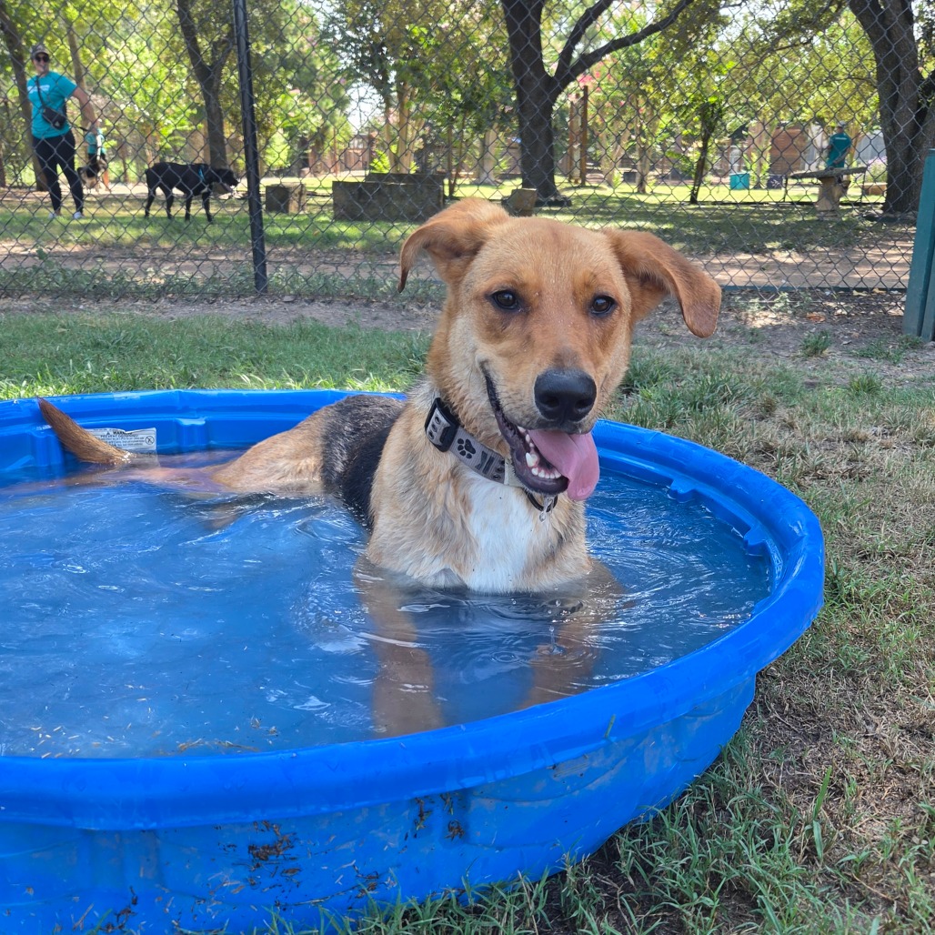 DODGE - Shepherd / Retriever, Labrador available for adoption