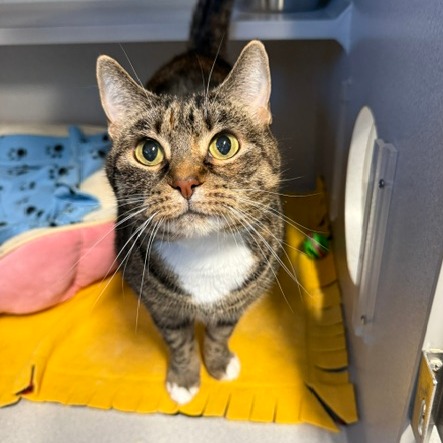 WINNIE - Domestic Shorthair available for adoption