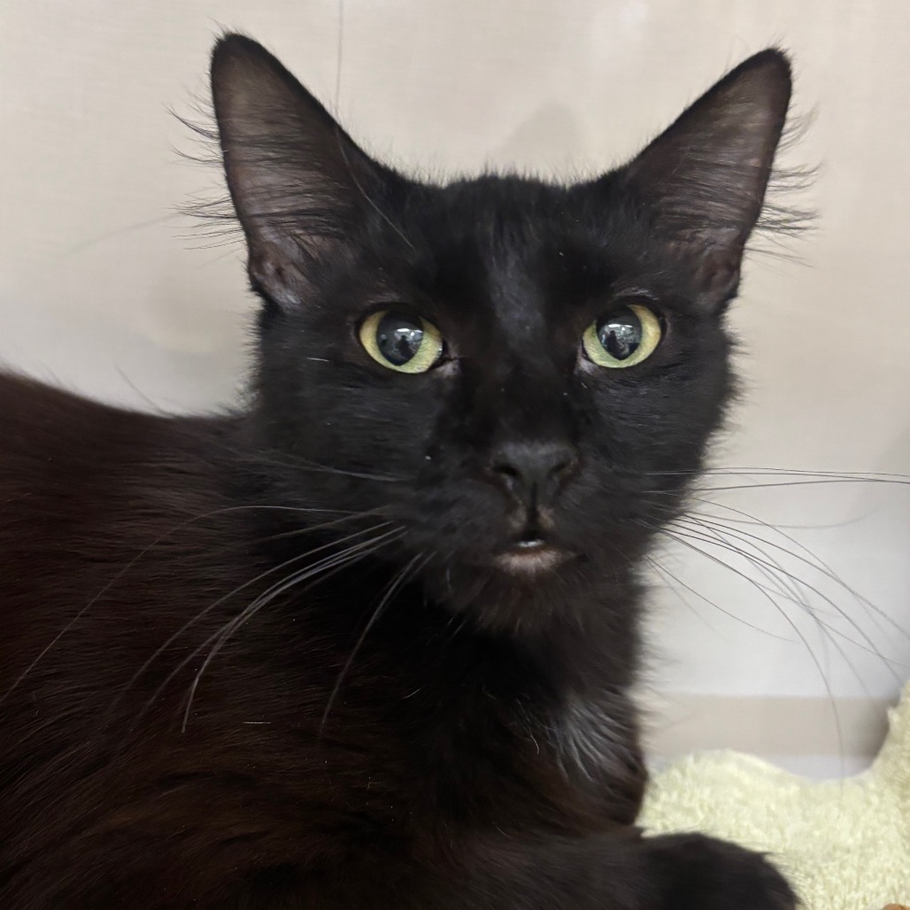 Barrow - Domestic Medium Hair