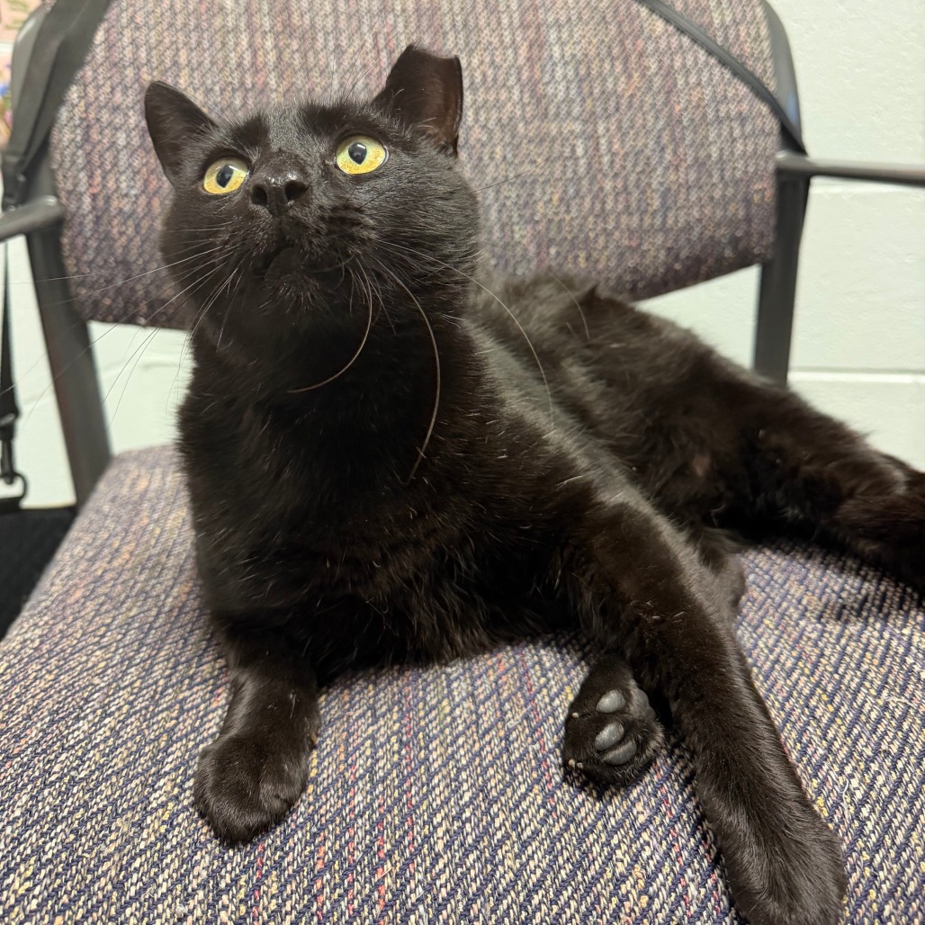 KEY LIME PIE - Domestic Shorthair available for adoption