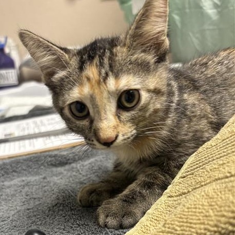 MARINARA - Domestic Shorthair available for adoption