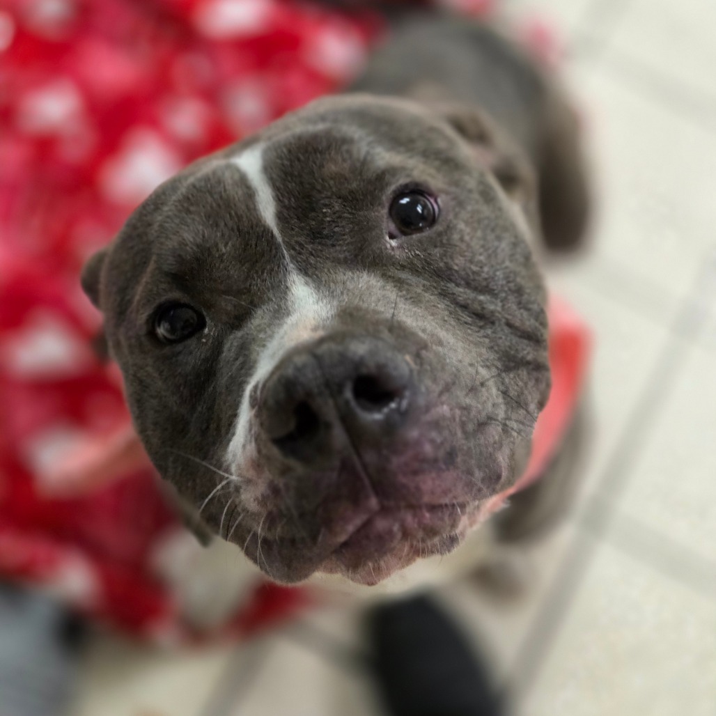 Bruce — thumbnail 3