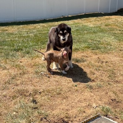 Miles, photo 11