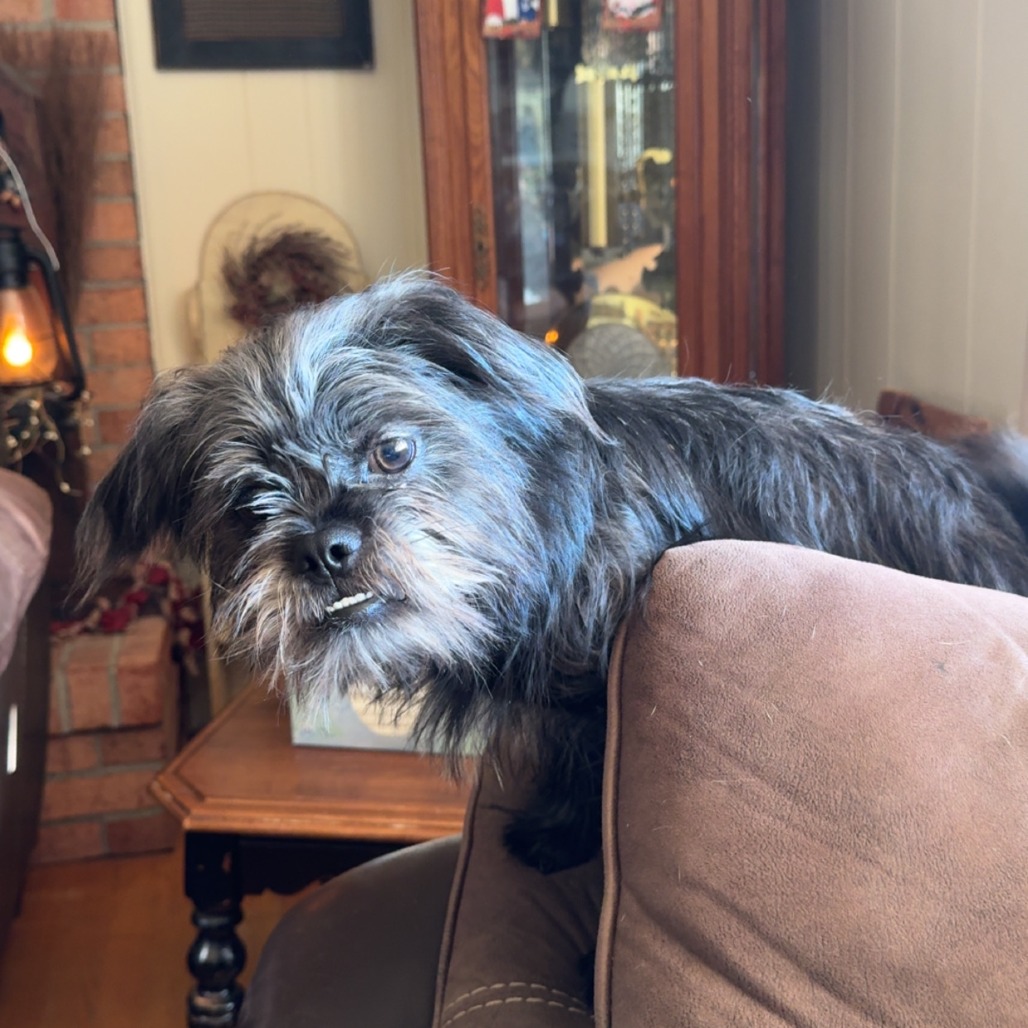 DEXTER - Shih Tzu / Pug available for adoption