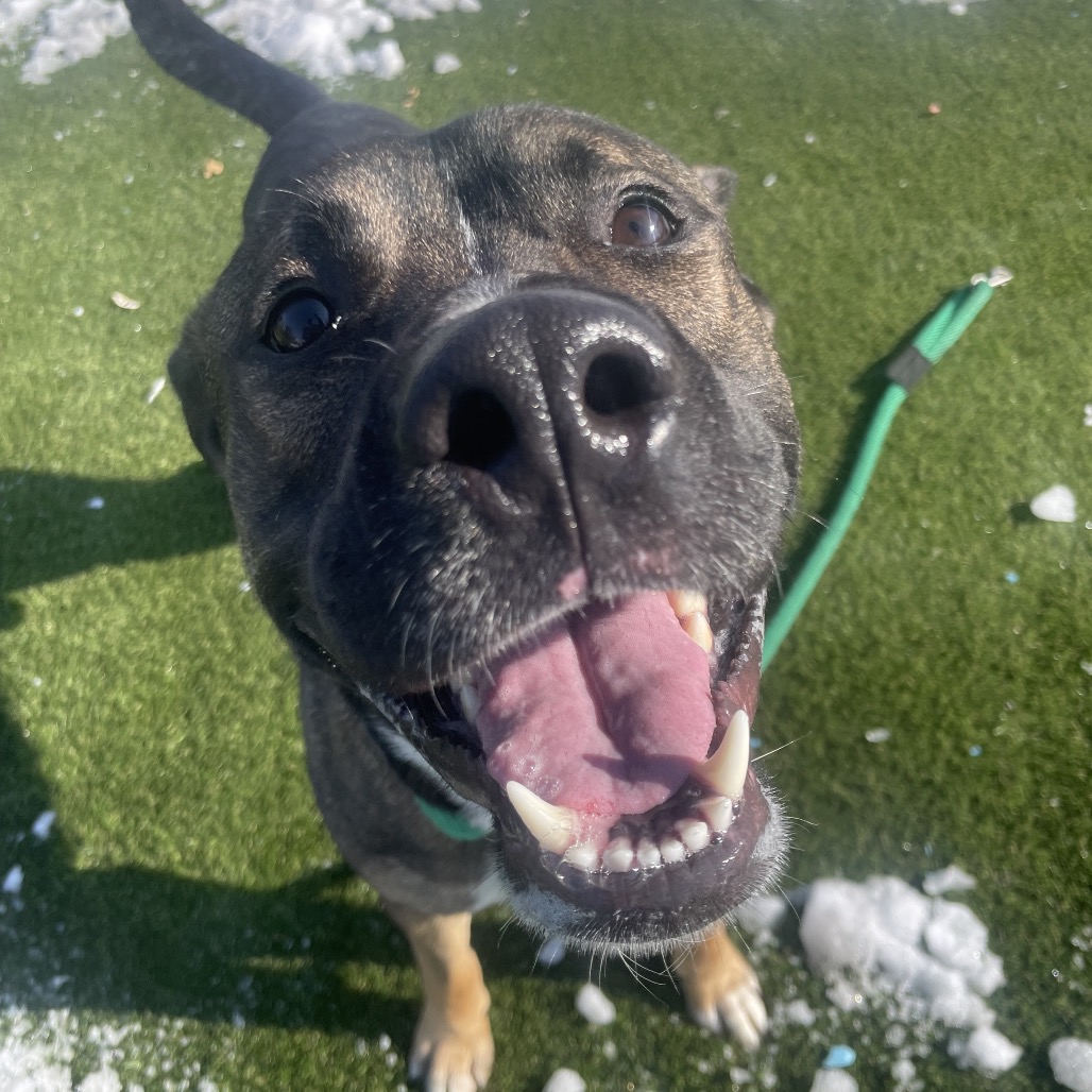 Strike DiDonatto — thumbnail 5