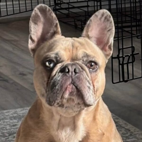 Photo of Luna