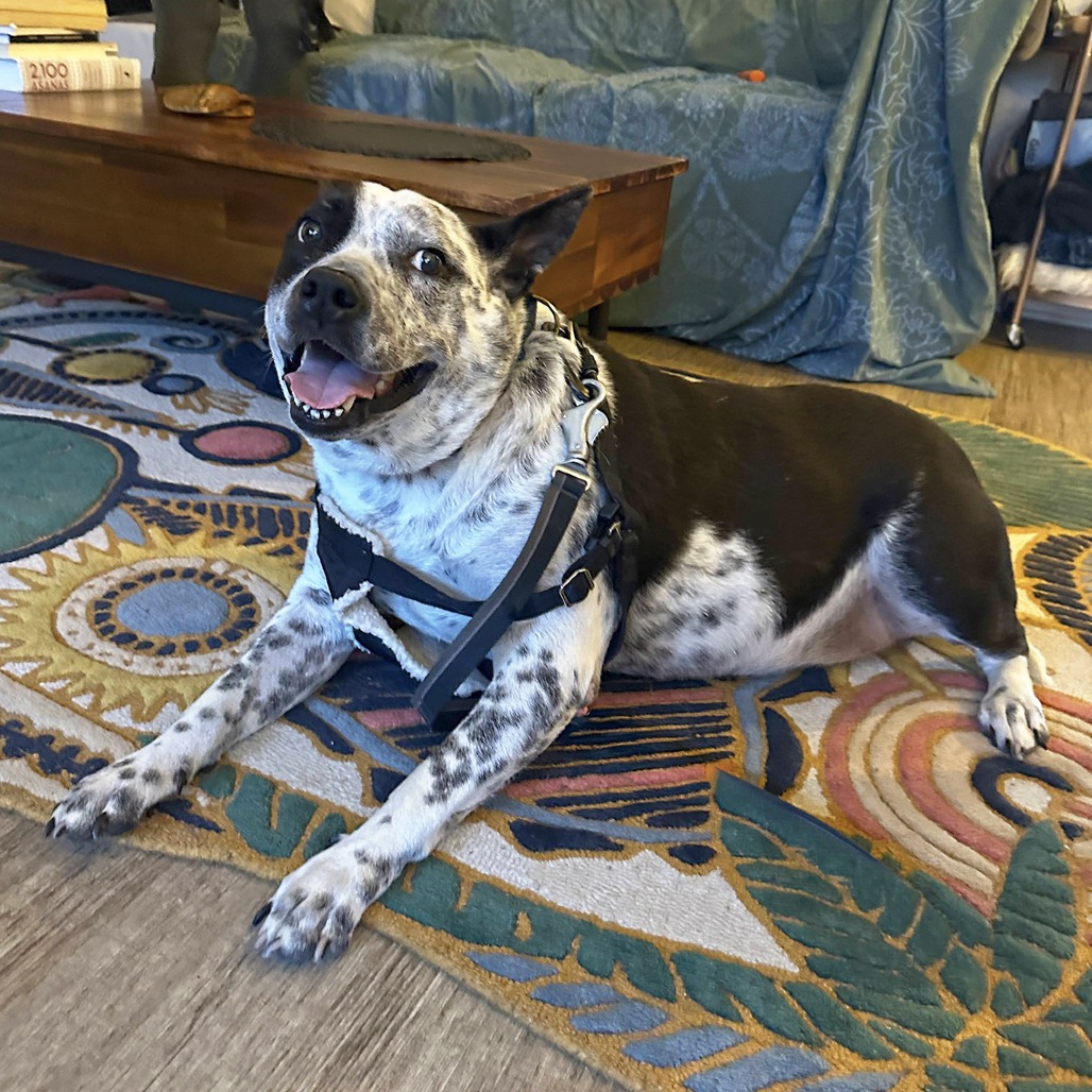 Missio, adoptable senior dog