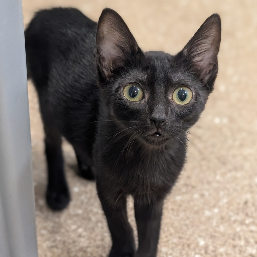 NUTMEG - Domestic Shorthair available for adoption
