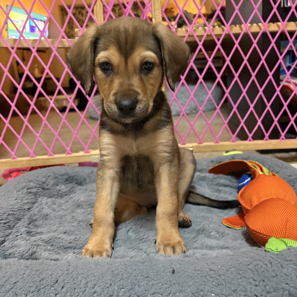 Indie — thumbnail 4