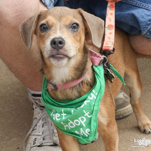 WILLOW - Retriever, Labrador / Mix available for adoption