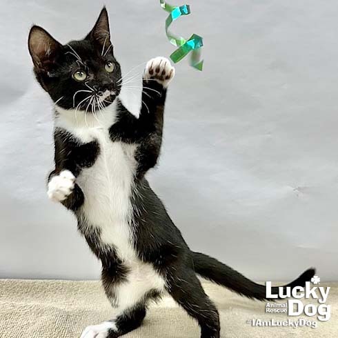 ODELLE - Domestic Shorthair available for adoption