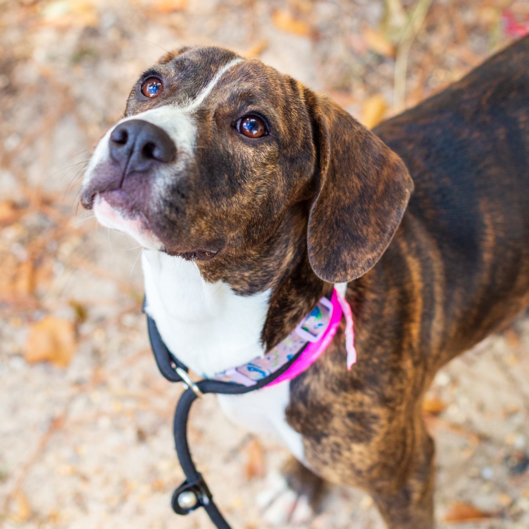 PORKCHOP - Terrier, American Staffordshire / Hound, Plott available for adoption