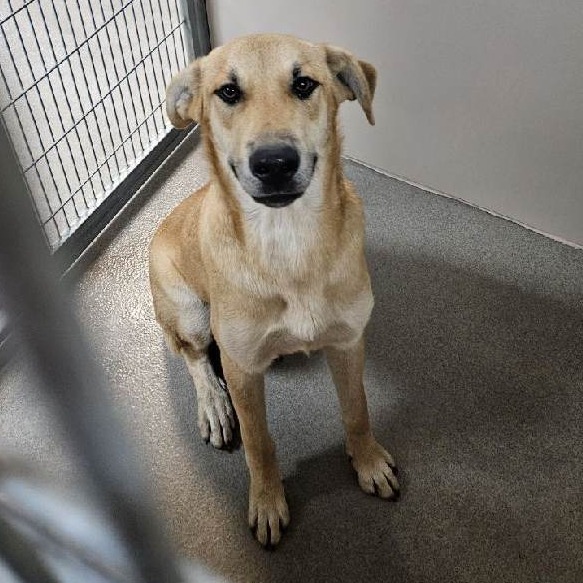  Kennel#9's preview photo