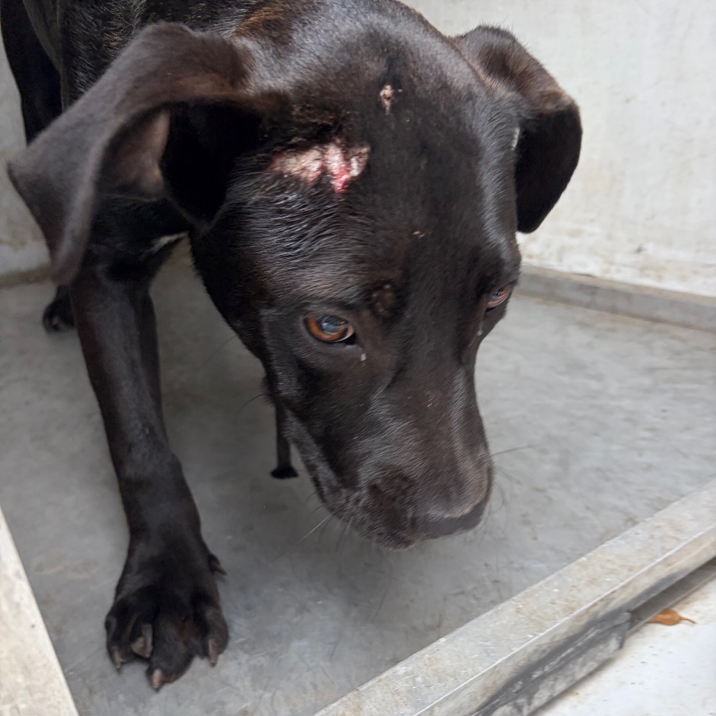 DREW - Shepherd / Mixed Breed (Medium) available for adoption