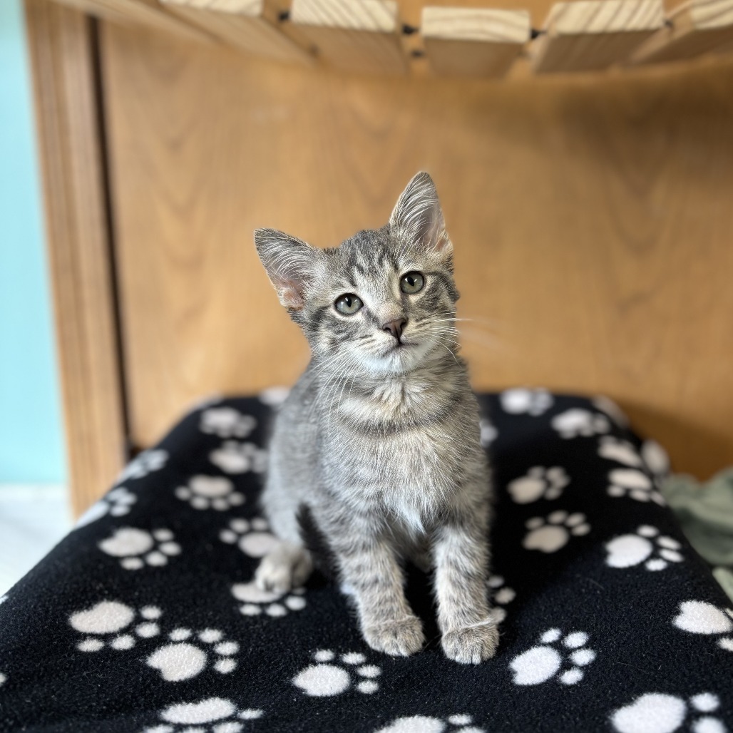 Butter Pecan--In Foster***ADOPTION PENDING***