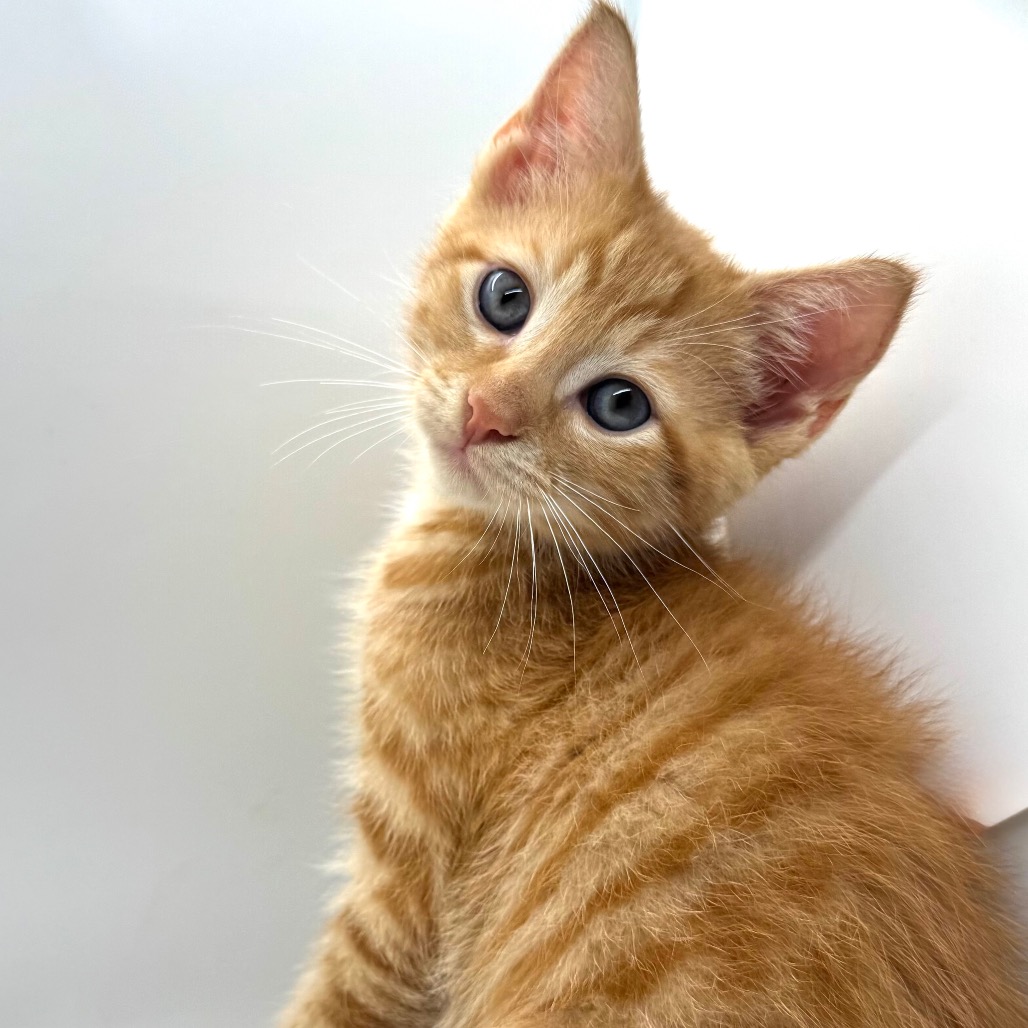 AUGUSTUS - Domestic Shorthair available for adoption