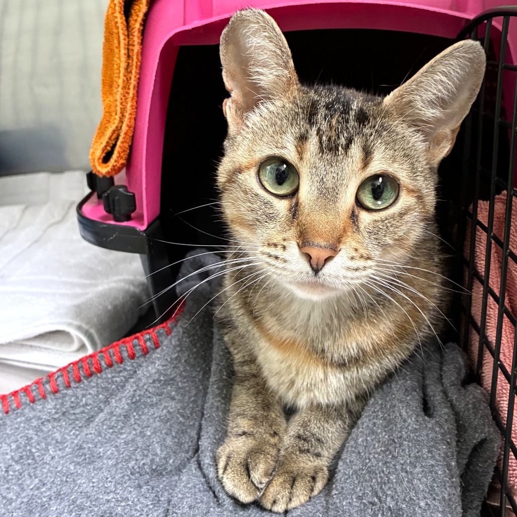 Piper (c2026), photo 2