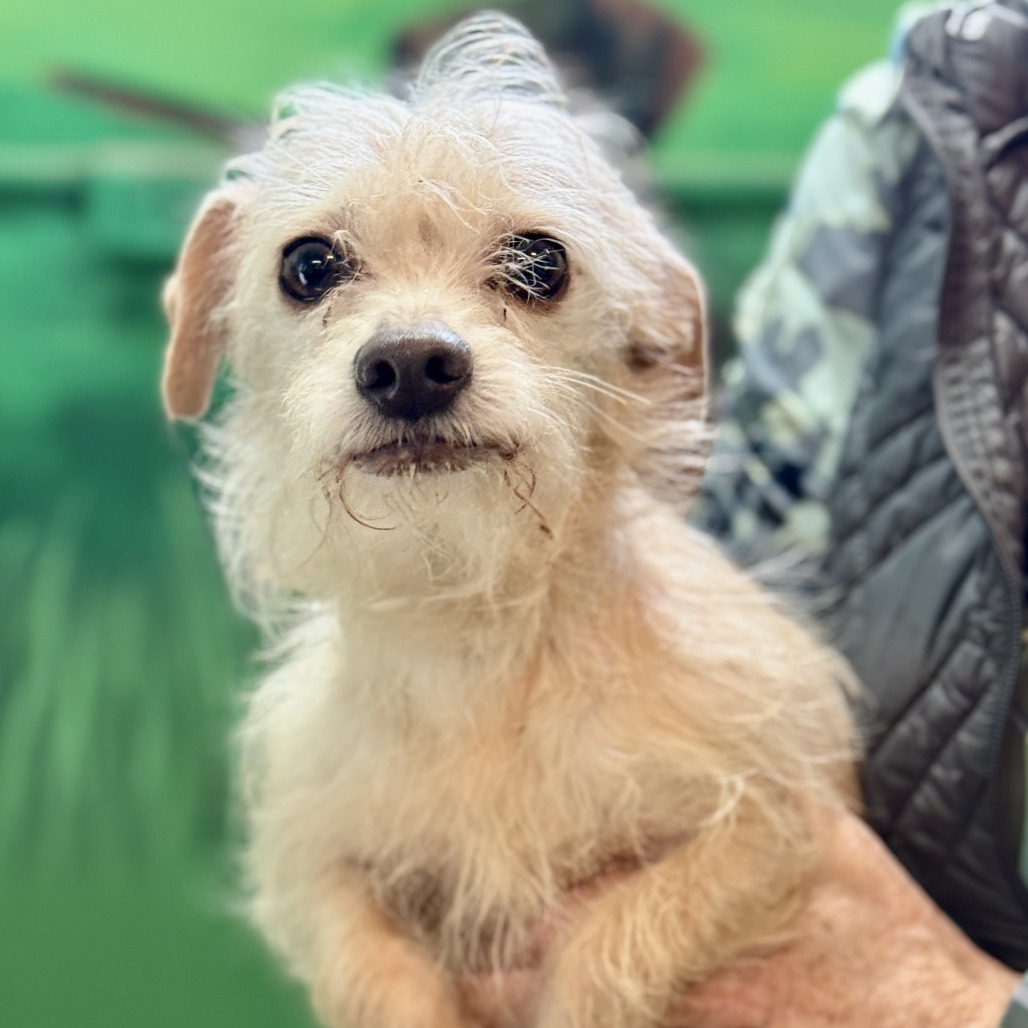 Sissy — thumbnail 3