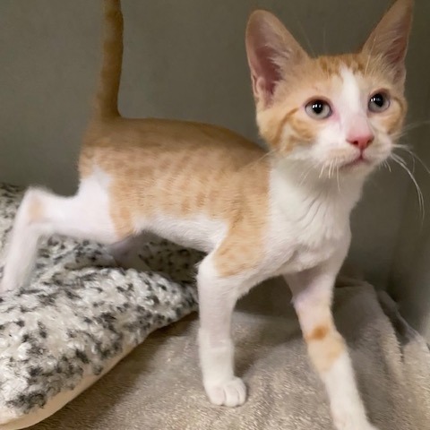 SUNNY - Domestic Shorthair available for adoption