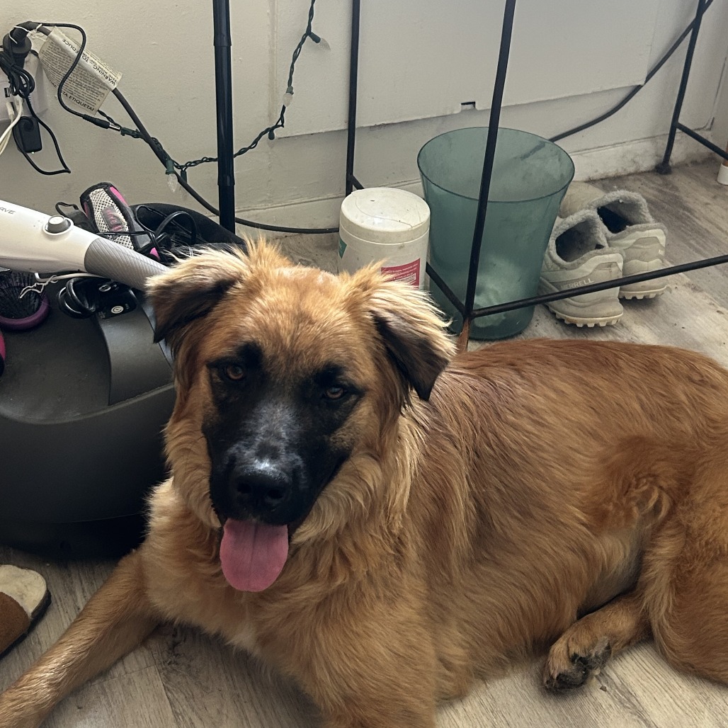 Nashua - FOSTER OR ADOPTER NEEDED