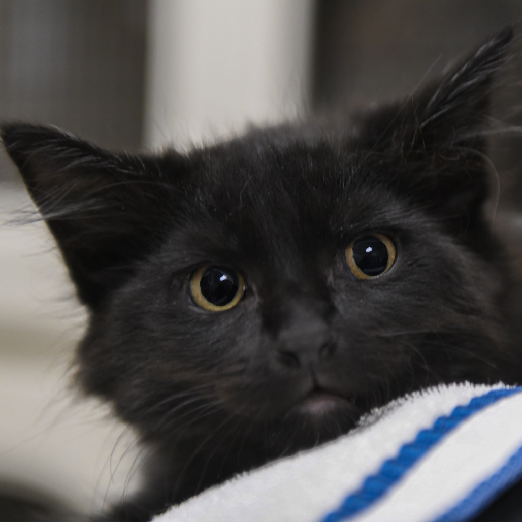 Jason - Domestic Shorthair