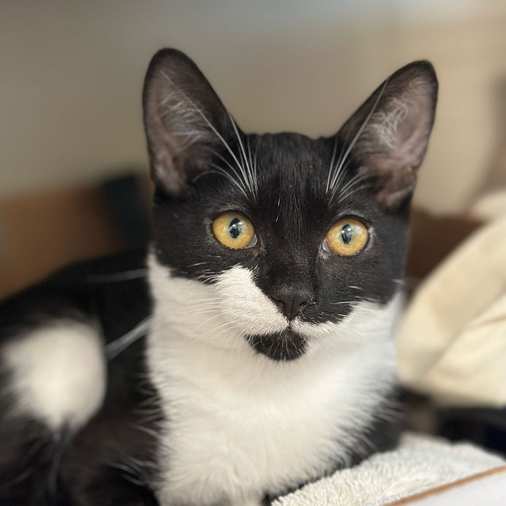 OAKLEY MONTAGUE - Domestic Shorthair available for adoption