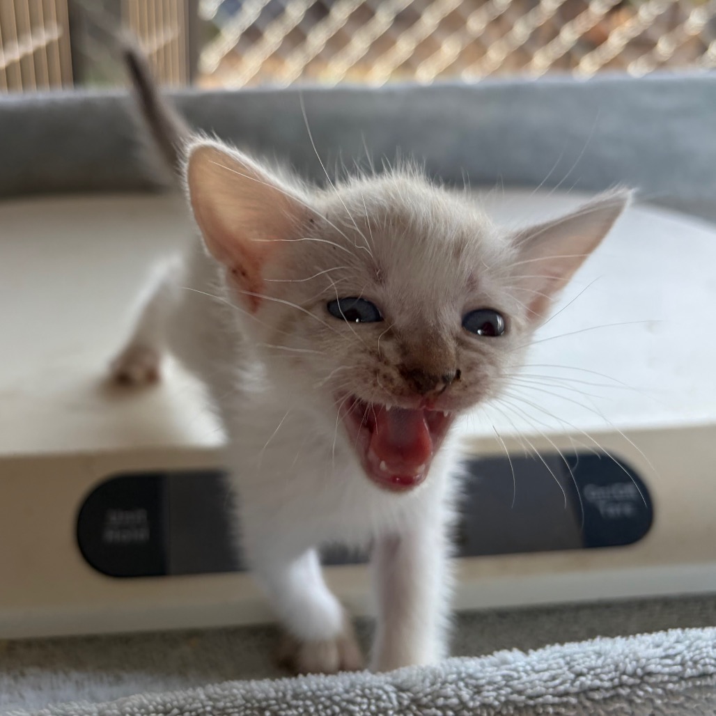 ATHENA A4 - Domestic Shorthair available for adoption