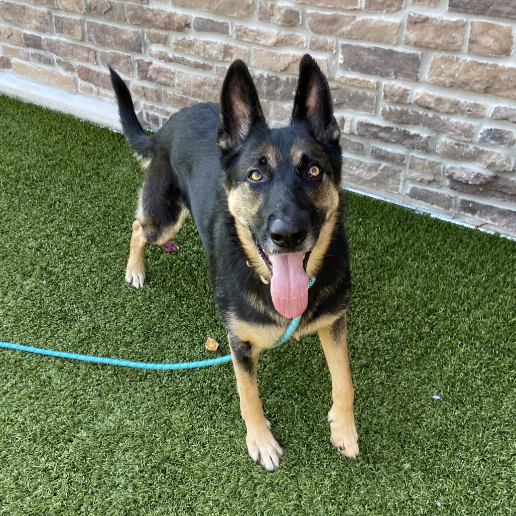 AVA - Shepherd, German / Mixed Breed (Medium) available for adoption