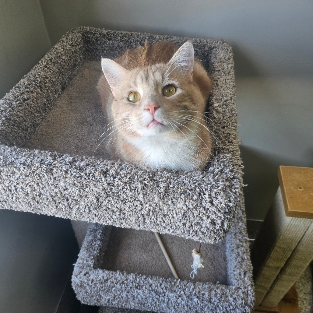 Lincoln — thumbnail 2