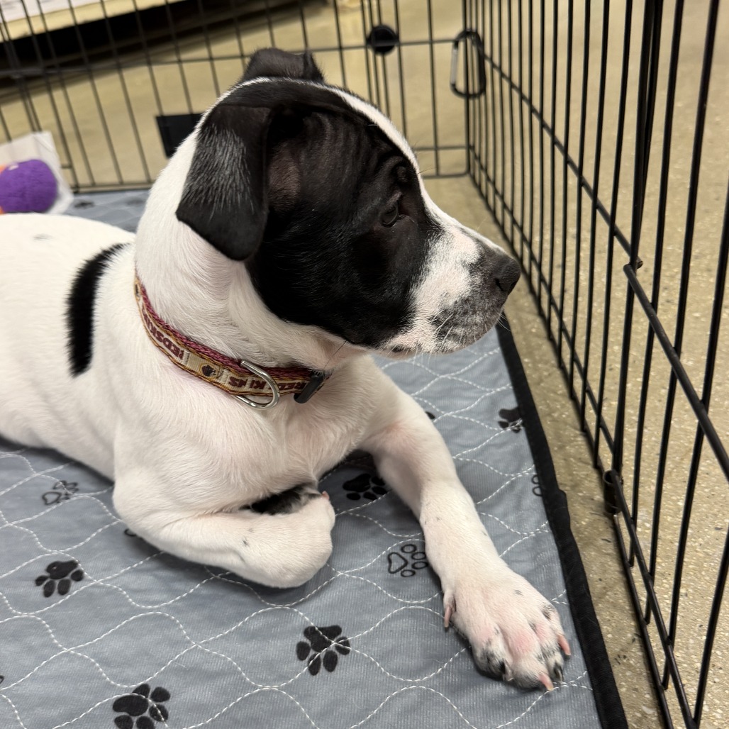 Petey, photo 4