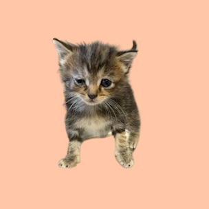 Tusc Stray 81754