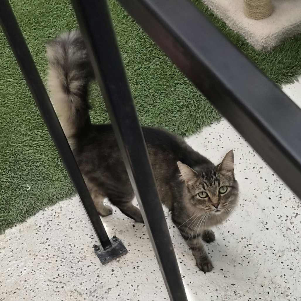 ARIEL - Domestic Medium Hair available for adoption