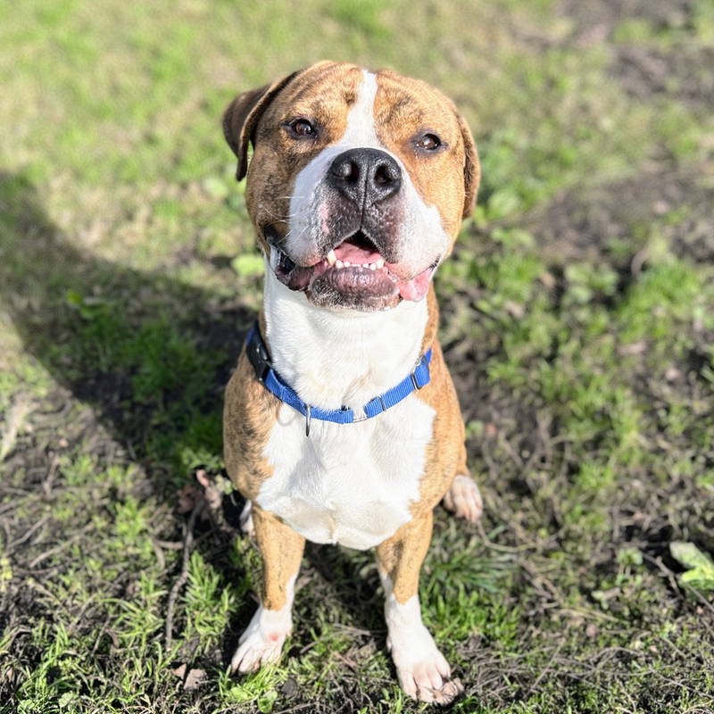 Hank — thumbnail 2