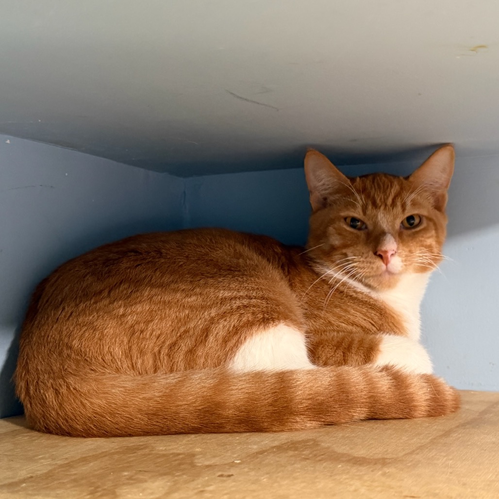FIREFLY - Domestic Shorthair for adoption in Stamford