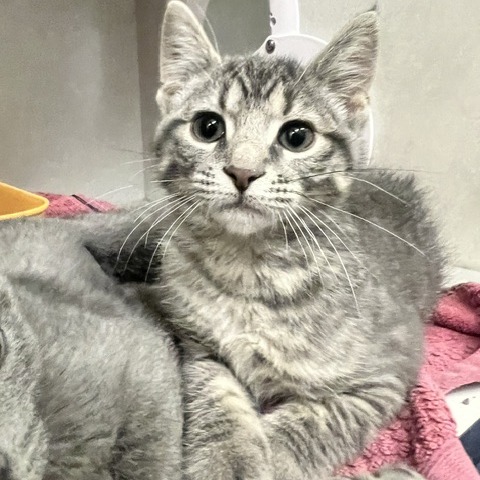 CARL - Domestic Shorthair available for adoption