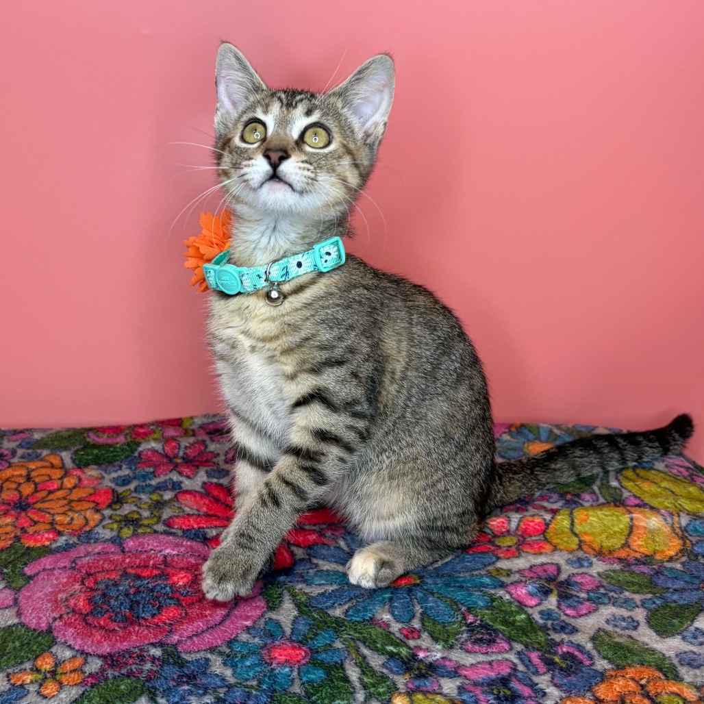 CARDI B - Domestic Shorthair available for adoption