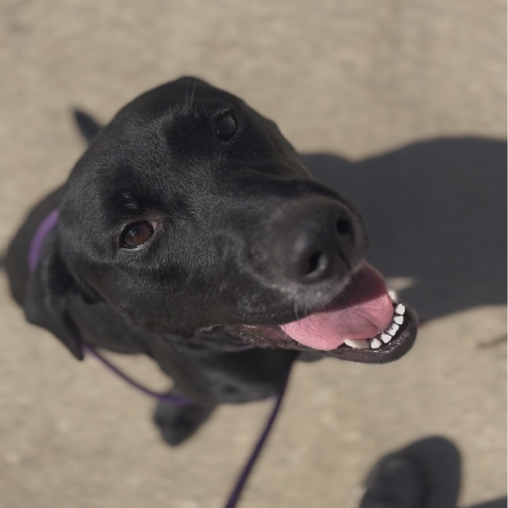 Stella