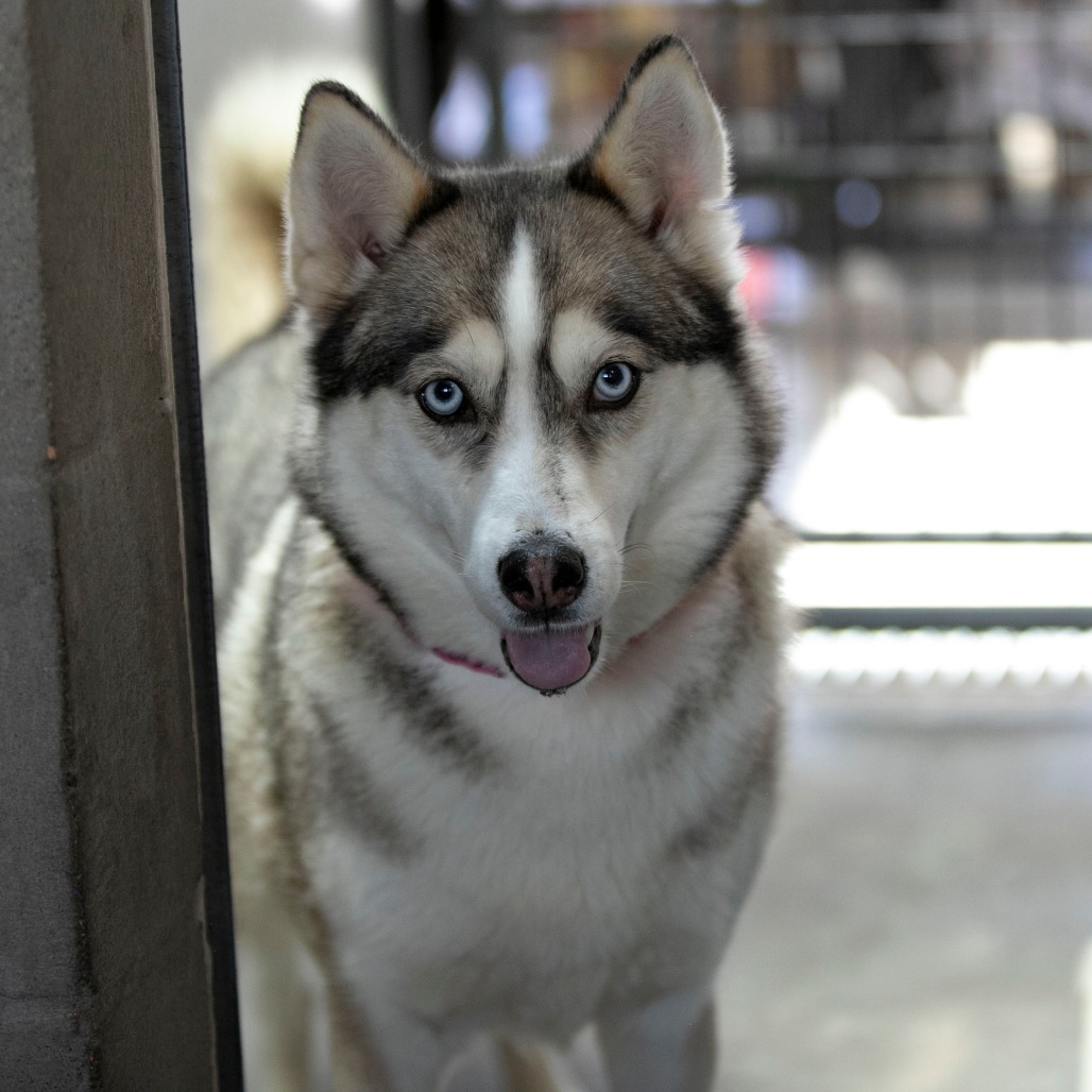 Daisy Jane (MR26-325), photo 11