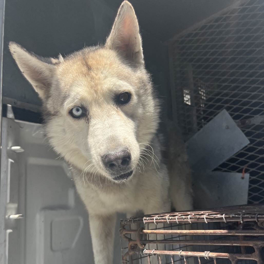 GIGGLE MCDIMPLES - Husky available for adoption