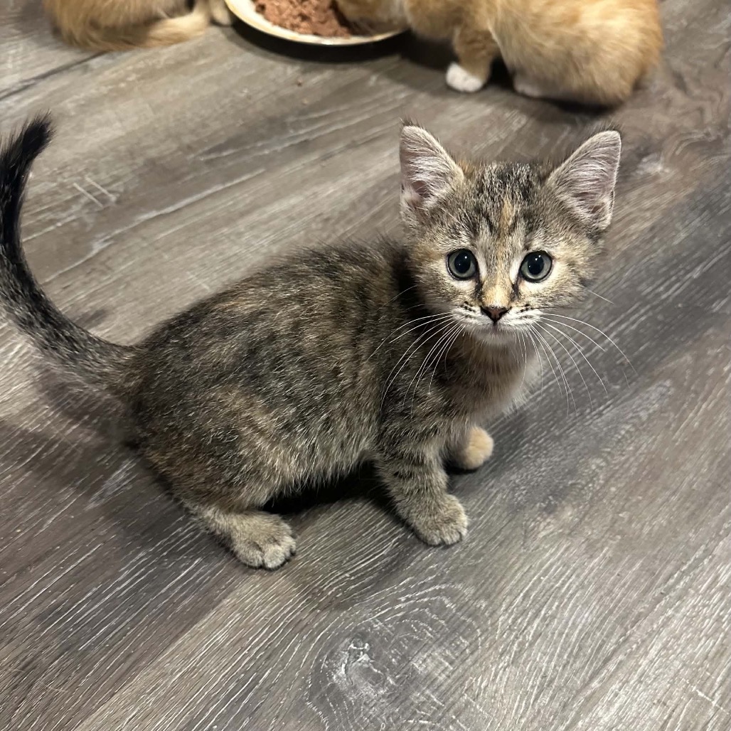 CLOVER - Domestic Shorthair available for adoption