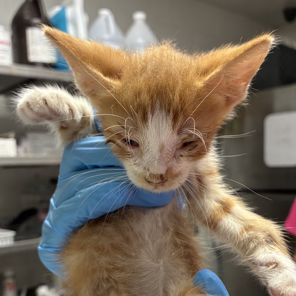 FRANKY - Domestic Shorthair available for adoption