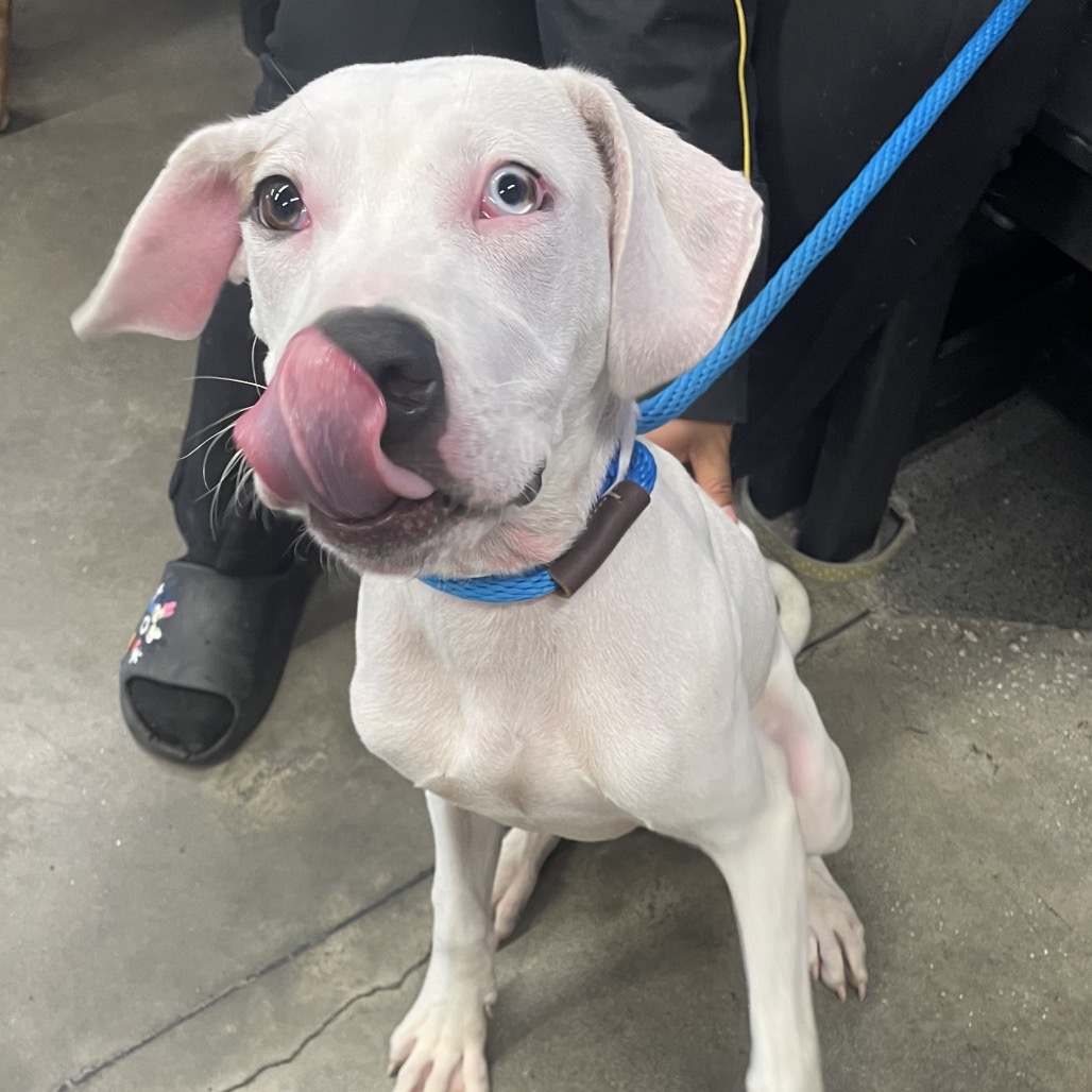Baraka is available for adoption at Humane Society of Tampa Bay ...