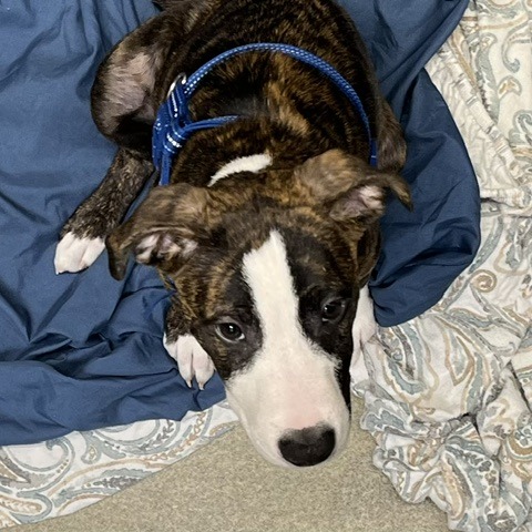 GOBLIN - Terrier / American Pit Bull available for adoption