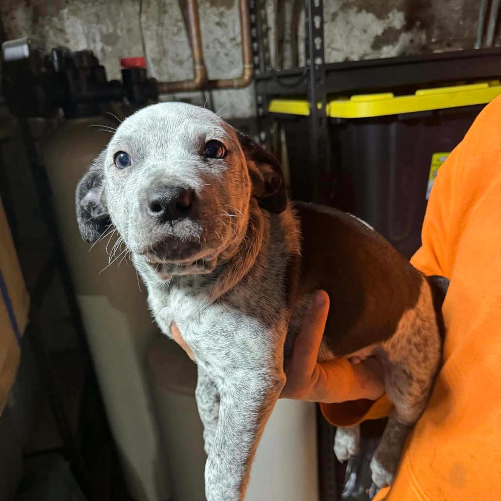 Mixed Breed