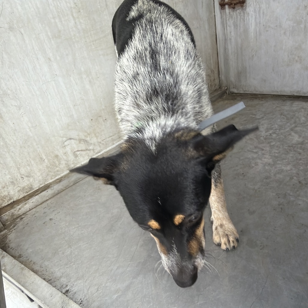 JAMES - Cattle Dog, Australian (Blue Heeler) / Terrier available for adoption