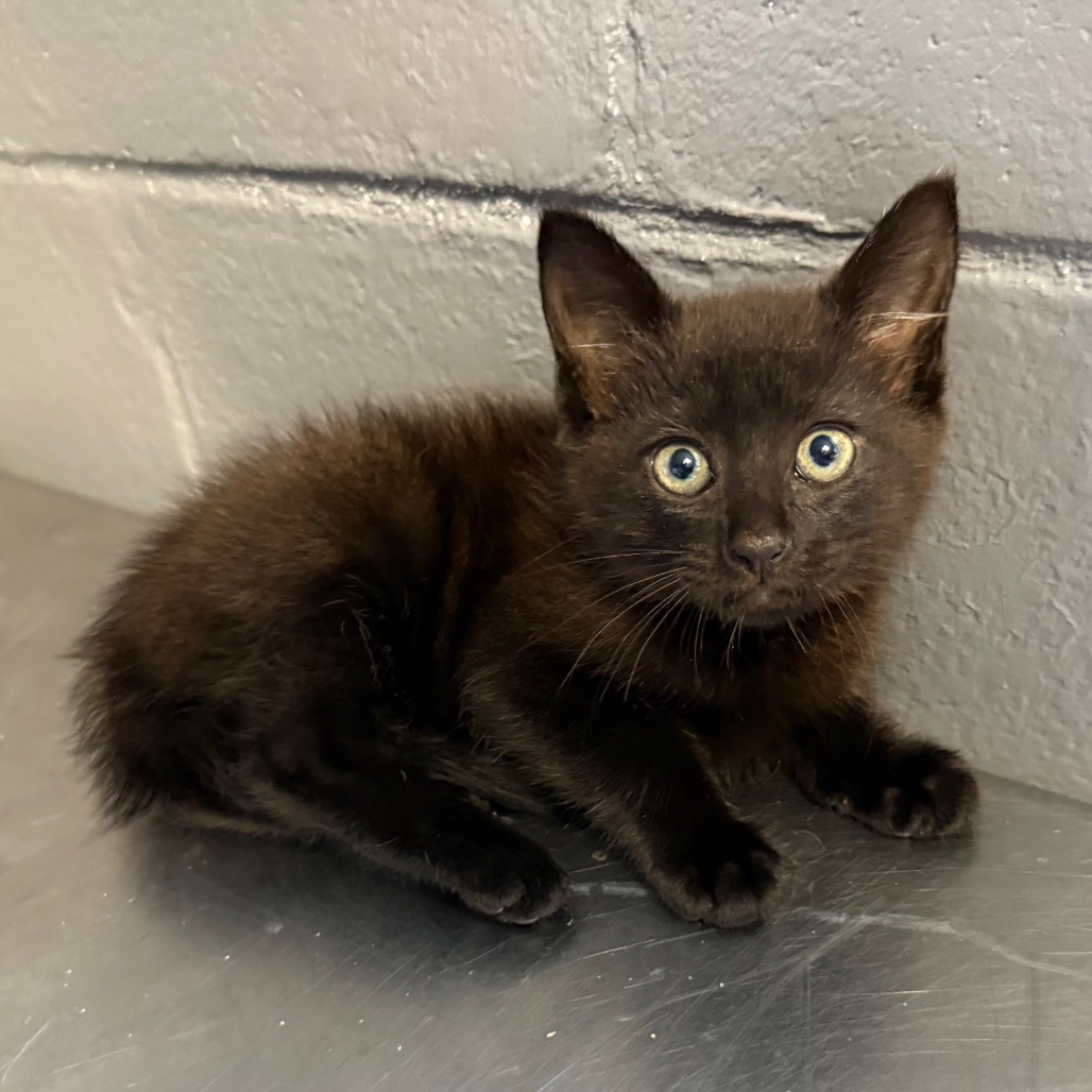 Tusc Stray 84183