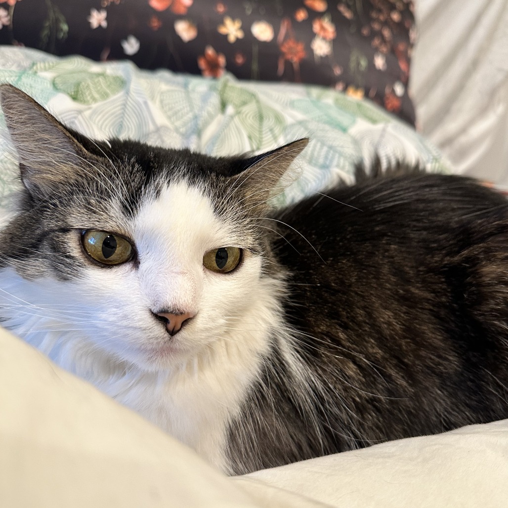 Blossom- $0 Adoption Fee!