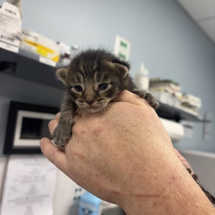 PONCHO - Domestic Shorthair available for adoption