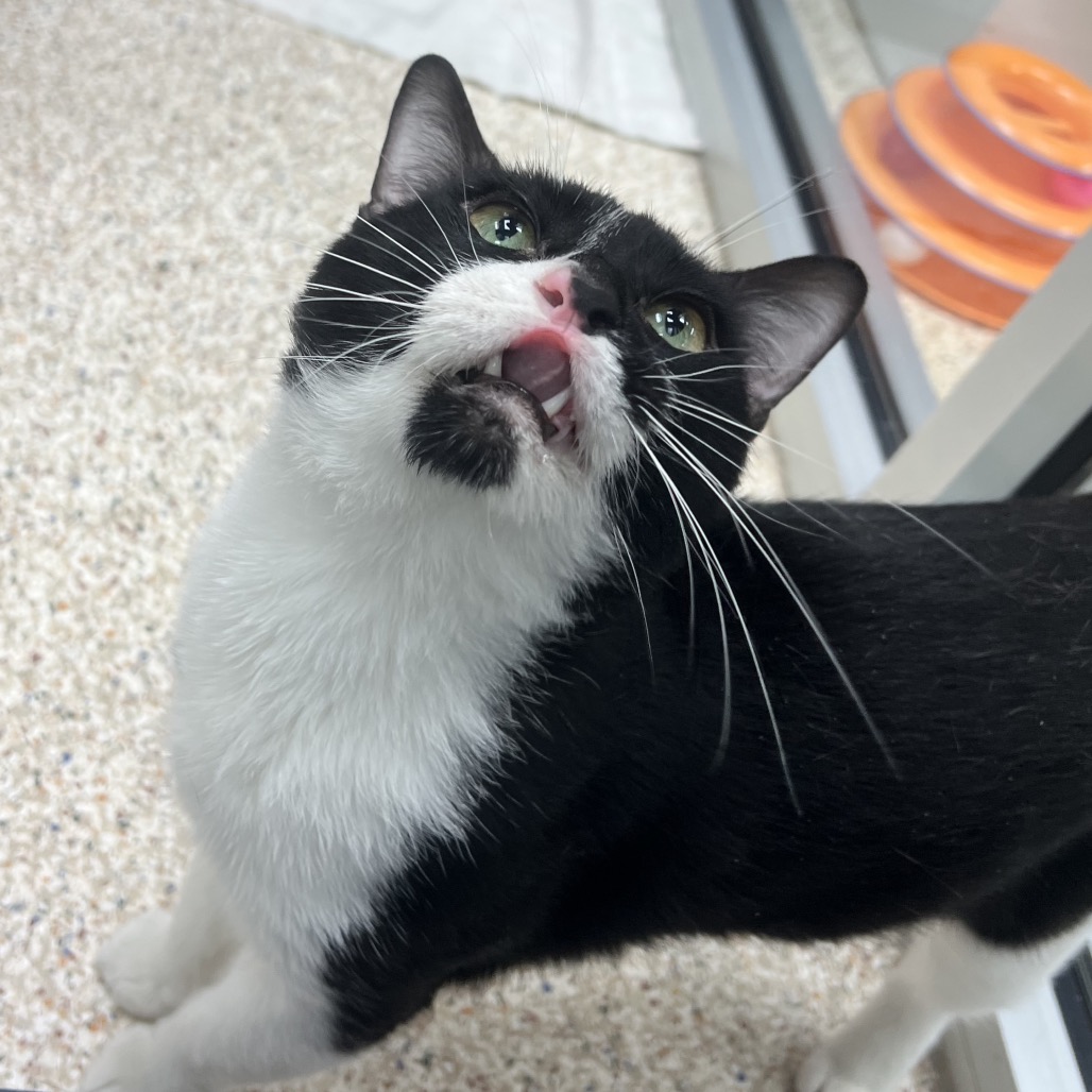 LILO (663603) - Domestic Shorthair available for adoption