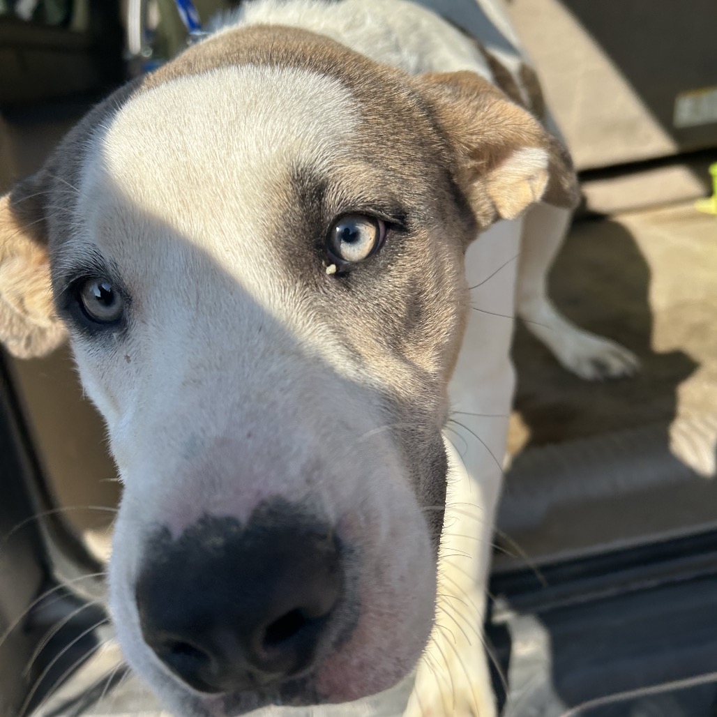 BOWA - Terrier / Pit Bull available for adoption